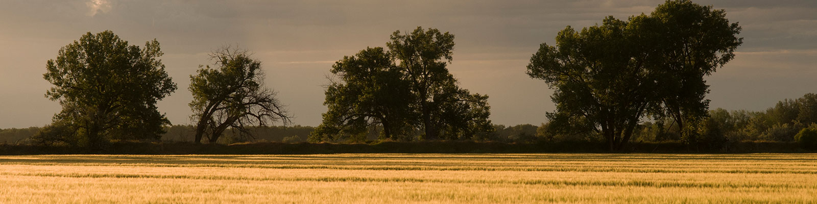 A tractor in a field